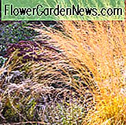Molinia Caerulea subsp. arundinacea 'Transparent', Molinia 'Transparent', Molinia Caerulea 'Transparent', Lilla Morg Grass 'Transparent', Dekorativt græs, Dekorative græs