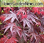 Acer palmatum 'Bloodgood', japansk Maple Bloodgood, træ med efterår farve, efterår farve, attraktiv bark træ, lilla blade, lilla acer, lilla japansk ahorn, lilla ahorn, acer palmatum atropurpureum 'blodgodt'