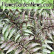 Athyrium Niponicum var. Pictum, Malede Lady Fern, Shade planter, skygge flerårige, planter til skygge, planter til våd jord