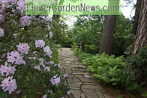Rhododendron 'Windbeam', 'Windbeam' Rhododendron, 'Windbeam' Azalea, Deciduous Azalea, Early Midseason Azalea, Pink Azalea, Pink Rhododendron, Pink Flowering Struik