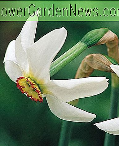 Narcissus poeticus var.  Recurvus (Poeticus Narzisse)