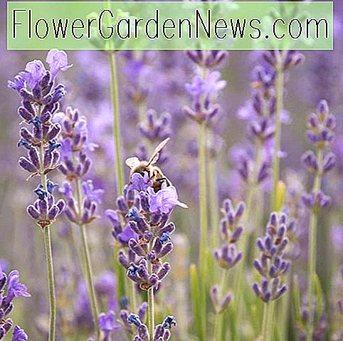 Lavandula angustifolia (Engelse lavendel)