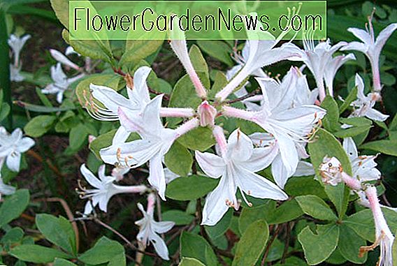 Rhododendron Atlanticum, azalee de coastă, azalee pitic, azalee midseason, azalee parfumată, Rhododendron parfumat, azalee albă, Rhododendron alb, arbust cu flori albe
