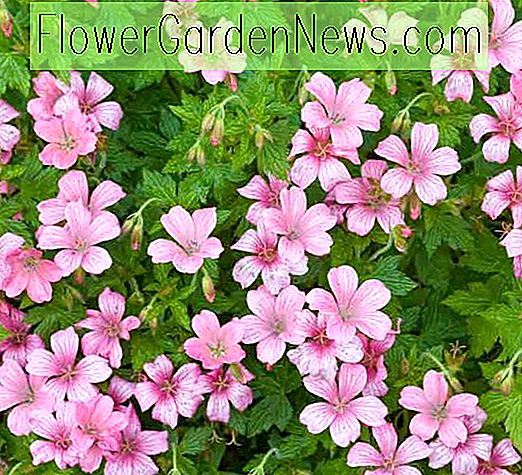 Geranium 'Wargrave Pink', Geranium 'Wargrave Pink', Geranium Endressii 'Wargrave Pink', Geranium x Oxonianum 'Wargrave', Geranium 'Wargrave Pink', Cel mai bun geranium, 