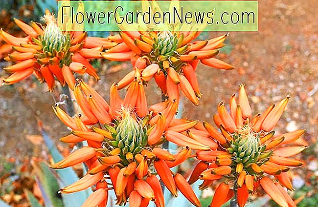 Aloe hereroensis, smėlio alavijai, alavijai ar ornamentai, geltonos gėlės, sukulentai, alos, sausros tolerancijos augalai