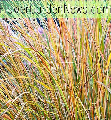 Anemanthele lessoniana (Nueva Zelanda Wind Grass)
