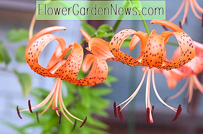 Lilium lancifolium 'Splendens' (Tiger Lily)