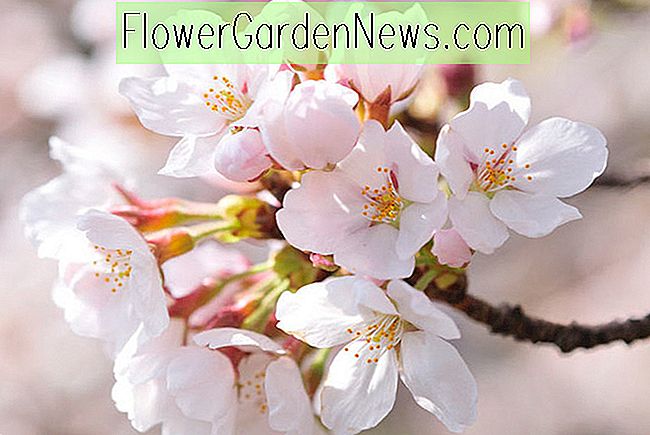 Späte Saison blühende Kirschbäume für Ihren Garten