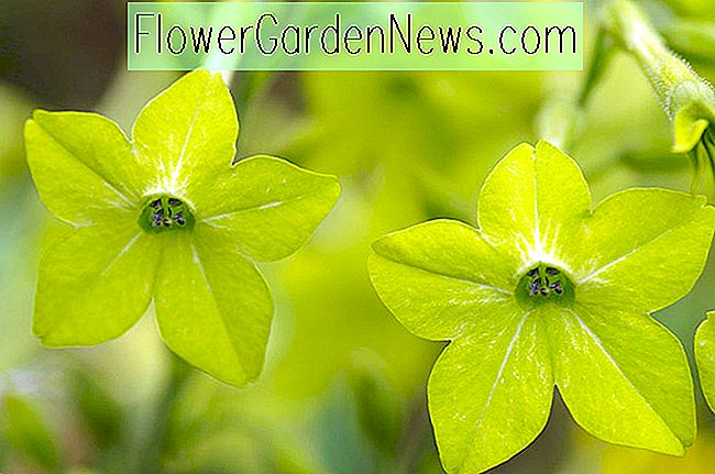 Nicotiana 'Lime Green' (Blomstrende Tobakk)