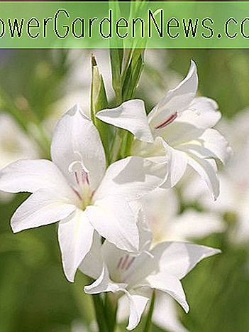 Gladiolas x colvillii 'Albus' (Sword-Lily)