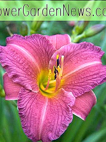 Hemerocallis 'Purple de Oro' (Reblooming Daylily)