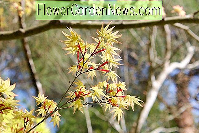 Acer, Acer palmatum, acer palmatum dissectum, érable japonais, écorce d'hiver, feuillage de printemps, couleur de printemps