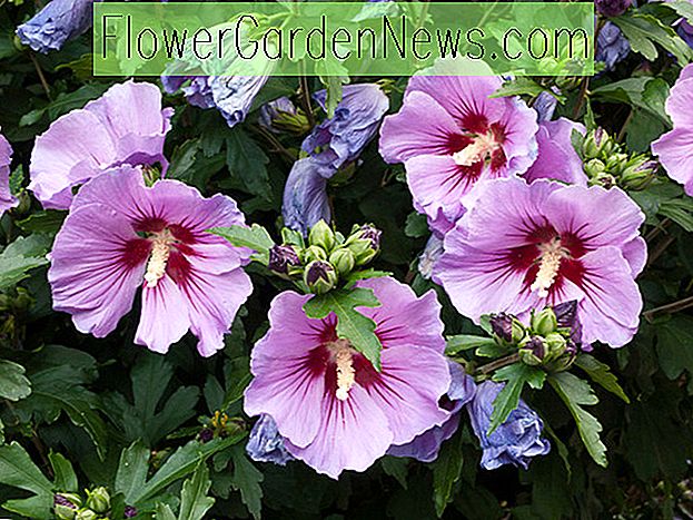 Hibiscus syriacus (Rose von Sharon) 🌹 Nützliche Tipps Gärtner Und