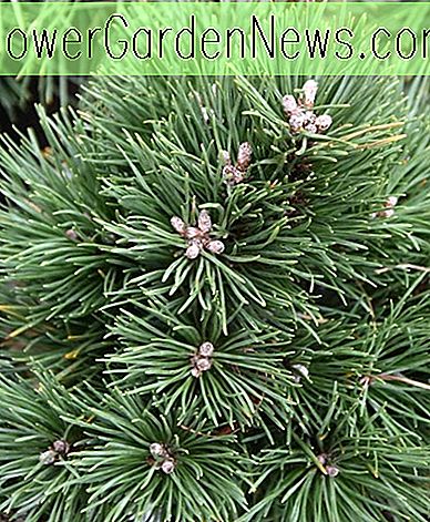 Pinus mugo 'Gnom' (Zwerg Bergkiefer)