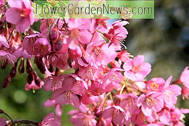 Prunus 'Kursar', bloeiende kersen 'Koersar', kersen 'Koersar', roze bloemen, lentebloemen, roze kersenbloesems, Japanse kers, bloeiende kersenboom, bloesemboom, kersenbloesemboom, sierkersen