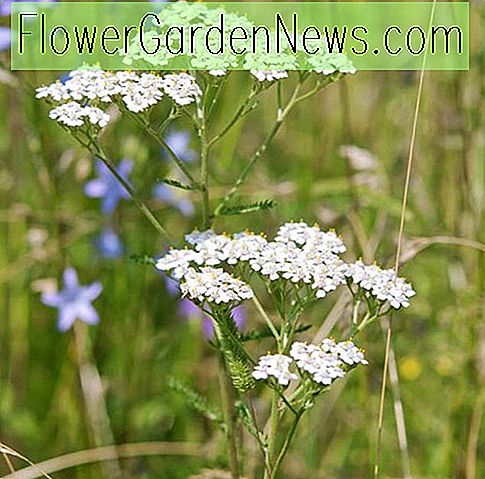 Achillea millefolium (White Yarrow)