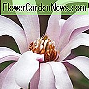 Loebner Magnolia, Magnolia x loebneri, Magnolia albă, Flori de iarnă, Flori de primăvară, Flori albe, copaci parfumați, flori parfumate