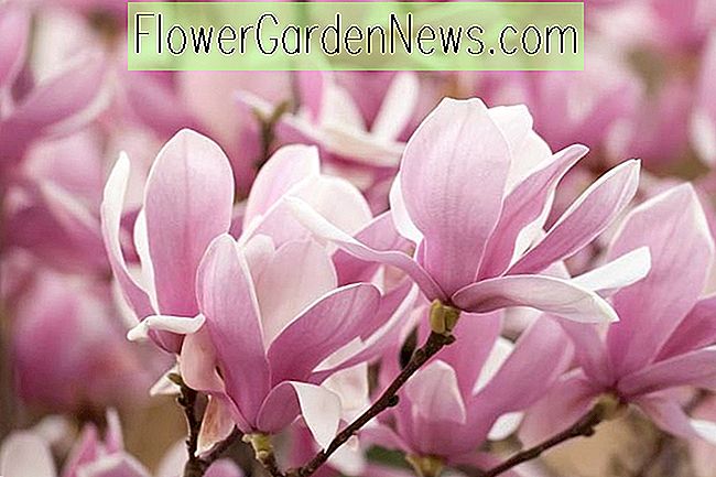 Magnolia × Soulangeana, Magnolia Saucer, Magnolia Tulip, Magnolia Chineză, Magnolia Albă, Magnolia Roz, Flori de iarnă, Flori de primăvară, Flori albe, Flori roz, flori parfumate
