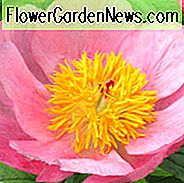 Paeonia 'Roselette', Peony 'Roselette', 'Roselette' Peony, Pink Peonies, Pink Flowers, Aragrant Peonies