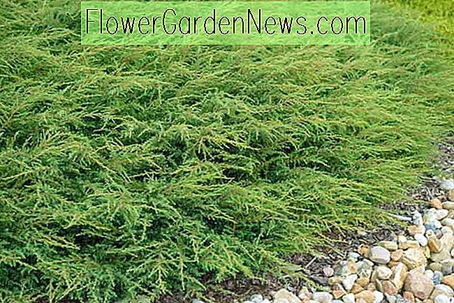 Juniperus communis 'Repanda' (enebro común)
