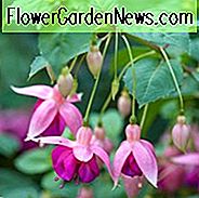 Fuchsien-Garten-Nachrichten, Hardy-Fuchsien-Garten-Nachrichten, blühender Strauch, rote Blumen, purpurrote Blumen, doppelte Fuchsie