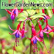 Fuchsia Genii, Hardy Fuchsia Genii, Fuchsia 'Jeanne', blühender Strauch, rote Blumen, purpurrote Blumen