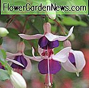 Fuchsia La Campanella, Hardy Fuchsie, Standard Fuchsie, blühenden Strauch, rosa Blüten, lila Blüten