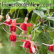 Fuchsia Novella, Hardy Fuchsie, blühende Strauch, rosa Blüten, Lachs Blumen, Doppel Fuchsia, hängenden Körbe
