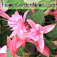 Fuchsia Rose Fantasia, robuste Fuchsia Rose Fantasia, blühende Strauch, rosa Blüten