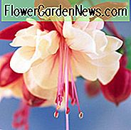 Fuchsia Swingtime, Hardy Fuchsie, Standard Fuchsia, blühender Strauch, rote Blumen, weiße Blumen