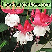 Fuchsia-Ballett-Mädchen, Hardy-Fuchsie, Standard-Fuchsie, blühender Strauch, rote Blumen, weiße Blumen