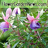 Fuchsia Border Königin, Hardy Fuchsia Border Königin, blühenden Strauch, rosa Blüten, lila Blüten