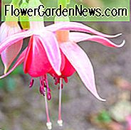 Fuchsia Celia Smedley, Hardy Fuchsie, Standard Fuchsie, blühende Strauch, rote Blumen, rosa Blüten
