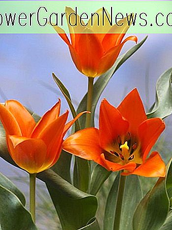 Tulipa 'Toronto' (tulipe Greigii)