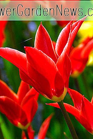 Tulipa 'Aladdin' (Lily-Flowered Tulip)