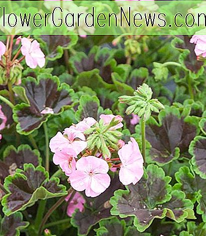 Pelargonium 'Black Velvet Pink' (Zonal Geranium)