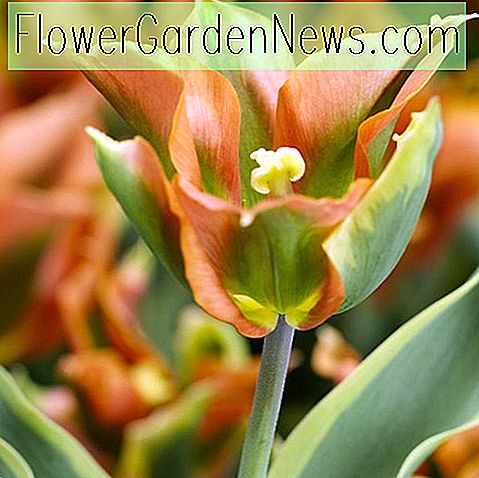 Tulipa 'Grüner Fluss' (Viridiflora Tulip)