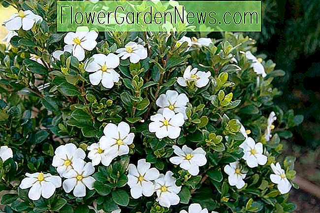 Gardenia jasminoides 'ScentAmazing' (Cape Jasmine)