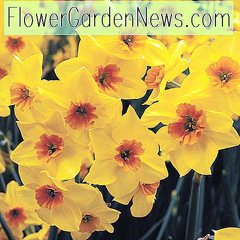 Narcissus 'Falconet' (Tazetta Daffodil)
