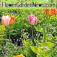 Forårskombinationsideer, pærekombinationer, plantekombinationer, blomsterbed ideer, forårskanter, tulipaner kombinationer, tulipaner med stauder, tulipaner med årganger, plantekombinationer med tulipaner