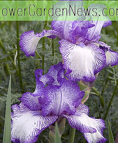 Iris Efterårs Circus, Bearded Iris Efterår Circus, Iris Germanica Efterårs Circus, Tidlige Blomstrende Iriser, Rebloating Irises, Bicolor iris, Blue Irises