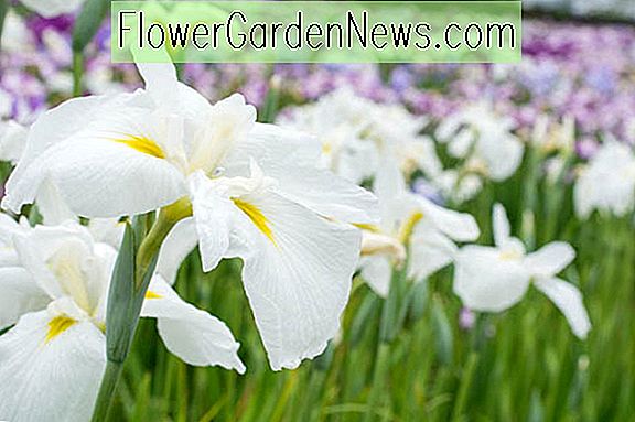 Iris ensata 'Alpine Majesty' (ไอริสญี่ปุ่น)