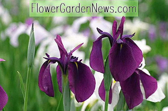 Iris ensata 'Variegata' (Japanese Iris)