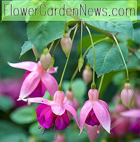 Fuchsia 'Garden News' (Hardy Fuchsia)