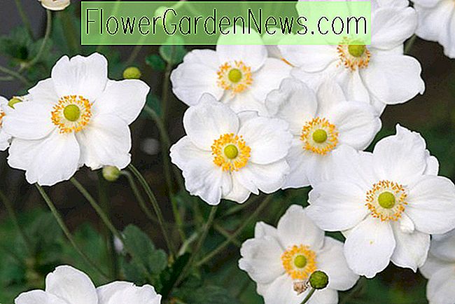 Anemone x hybrida 'Honorine Jobert' (Anémona japonesa)