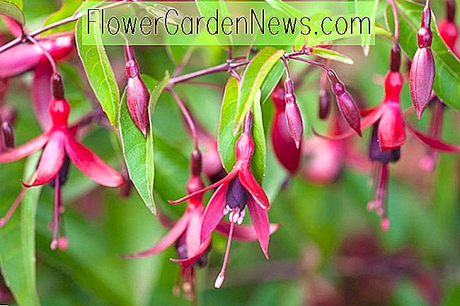 Fuchsia ตาย Embers, Hardy Fuchsia ตาย Embers, ดอกไม้พุ่ม, ดอกไม้สีแดง, ดอกไม้สีม่วง