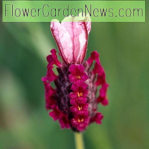Lavandula stoechas 'Kew Red' (ลาเวนเดอร์)