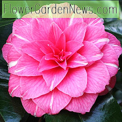 Camellia japonica 'April Rose'