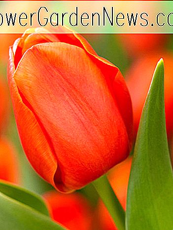 Tulipa 'Prins Willem Alexander' (Triumph Tulip)
