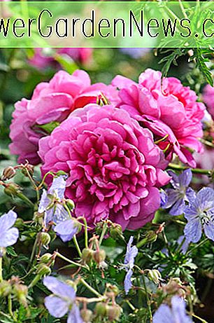 Rosa 'Princesa Anne' (Auskitchen)